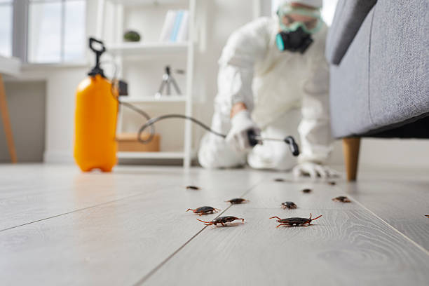 Post-Treatment Bed Bug Interceptor Monitoring in Littlefield